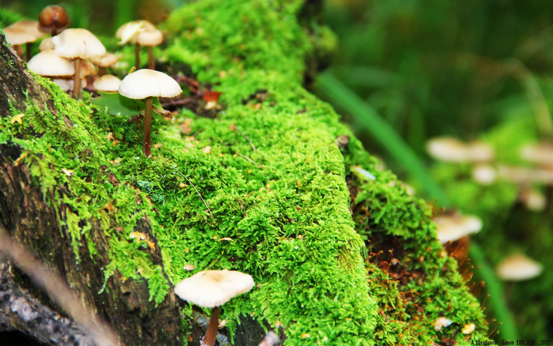 世界山地车赛：欧洲赛段竞争激烈，山地车赛首次举办世界杯